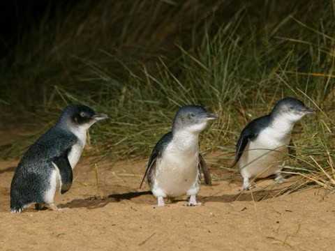 Seeing animals in and near Melbourne